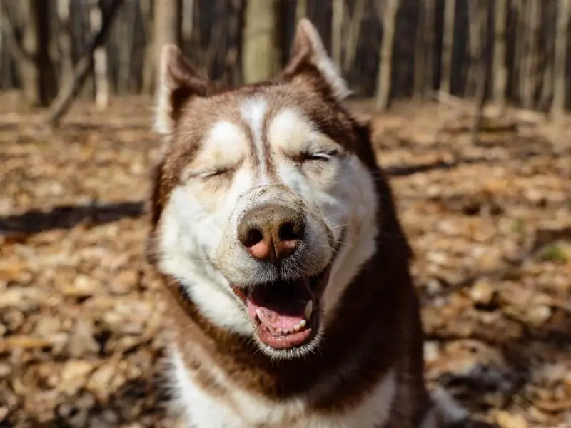 Siberian husky smiling at the camera in the woods