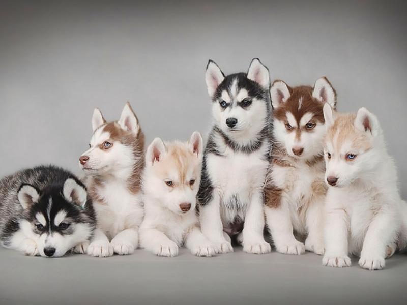 Six Siberian husky puppies posing for a photo