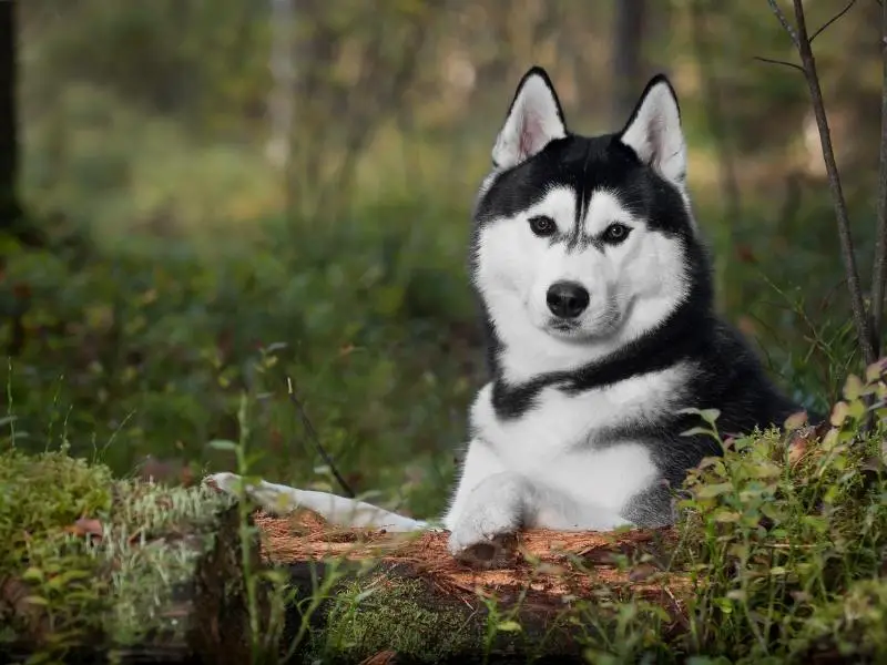 Siberian husky working dog sitting near a tree