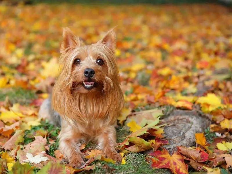 Silky terrier sitting on fallen leaves in the park