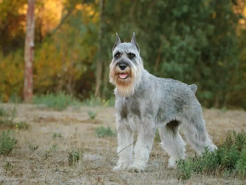 Standard schnauzer in the field