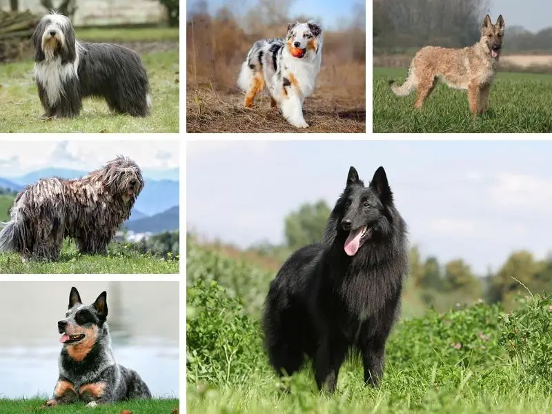 Various herding dog breeds working in fields
