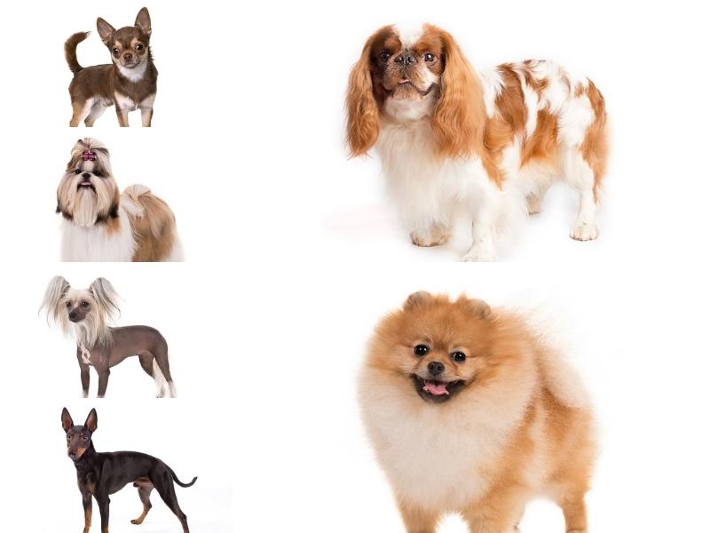 Toy dog breeds