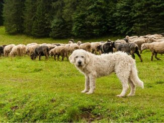 Working Dog guarding flock of sheep