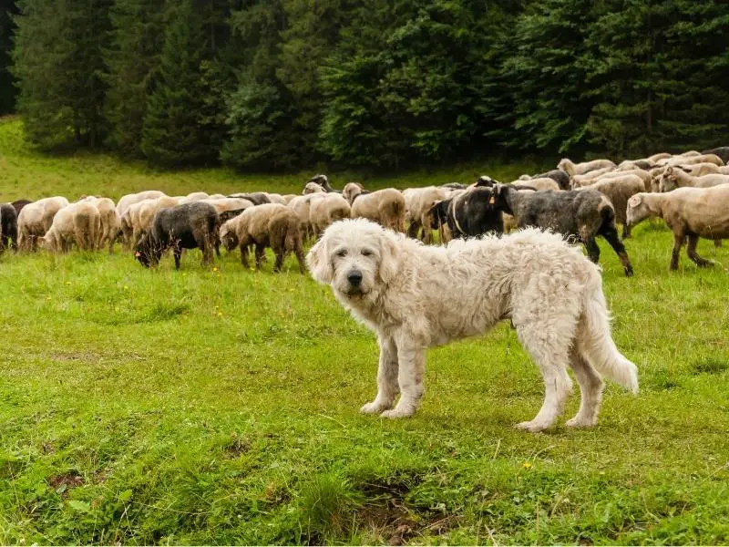 Working dog guarding a flock of sheep