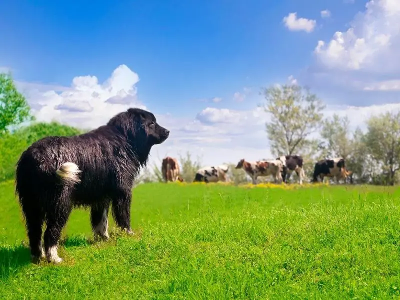 Working dog herding cows