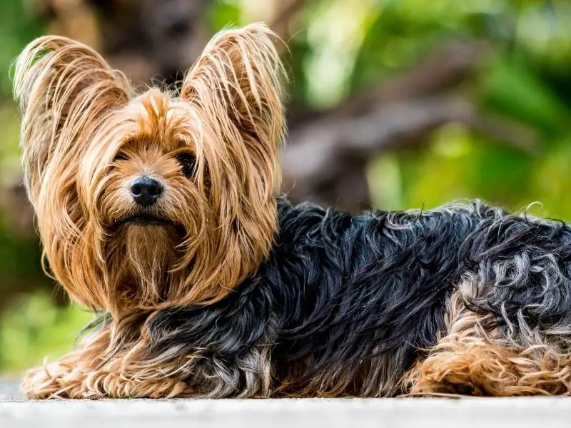 Yorkshire terrier sitting in the forest