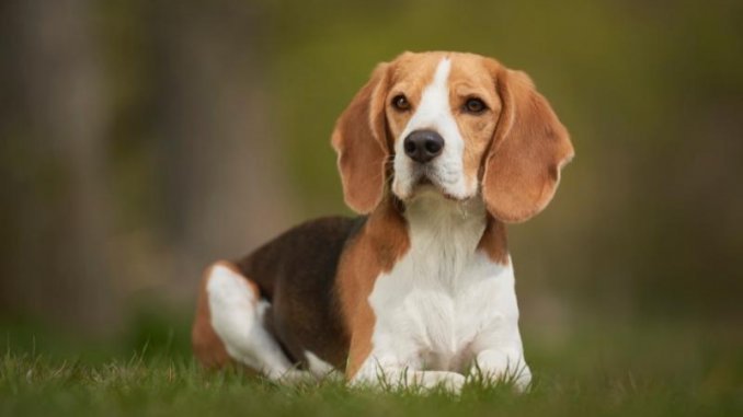 sitting beagle