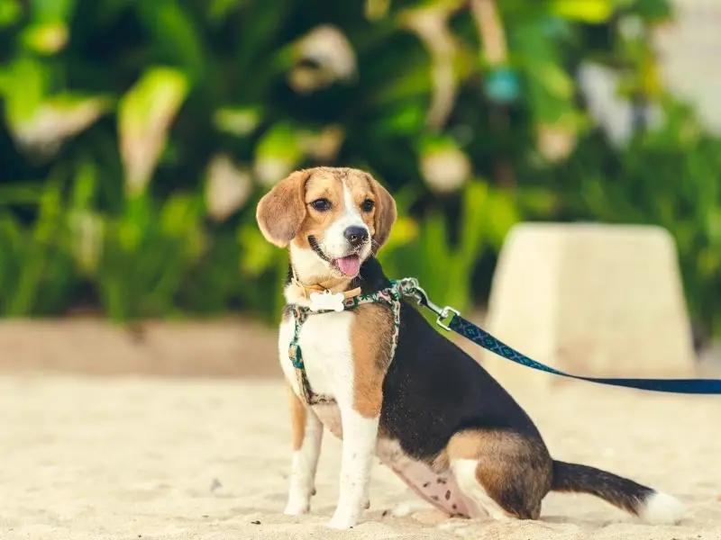 An English beagle playing on the beach