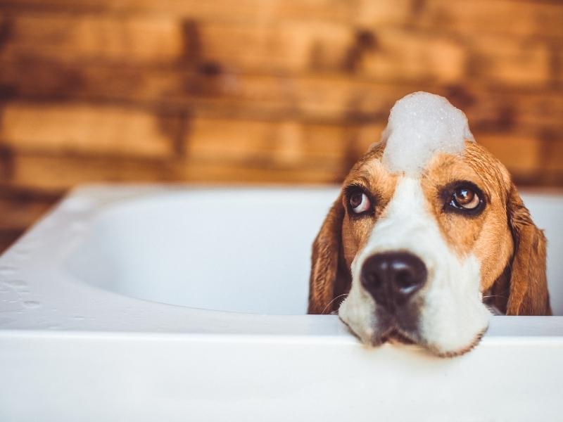 A beagle taking a bath in a bathtub 