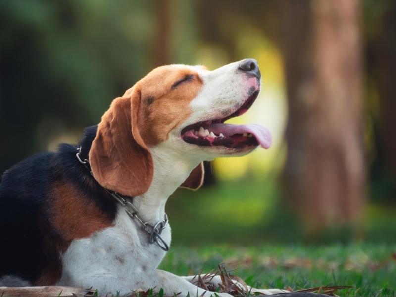 An adult beagle sitting on the grass smiling