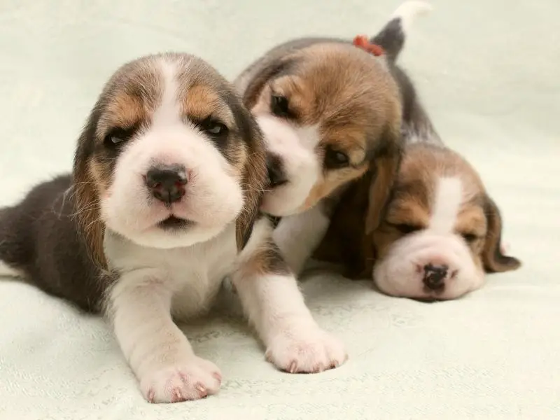 Three beagle puppies sitting together on a blanket