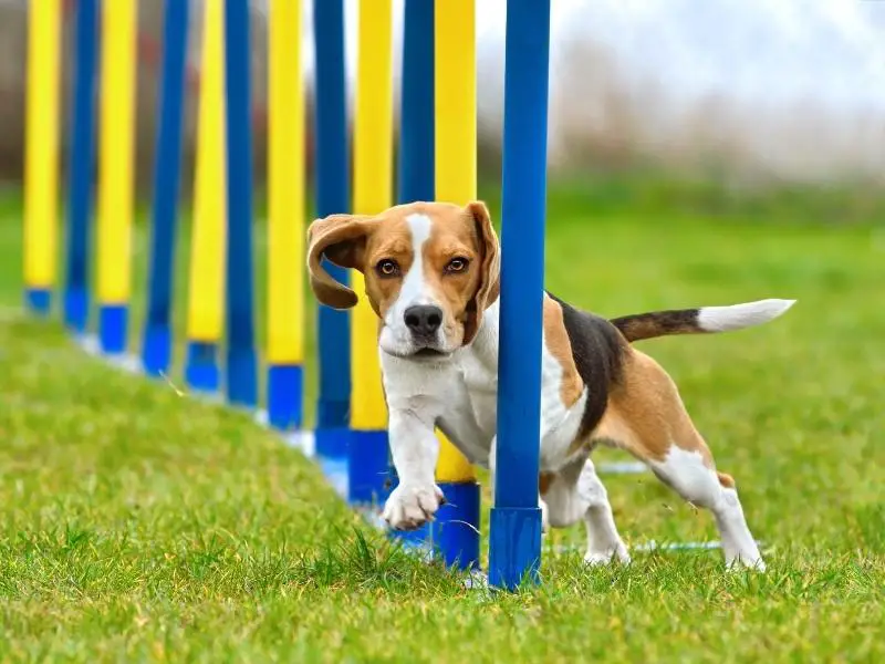 A beagle training and running through slalom sticks