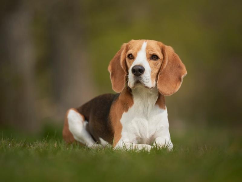 A beagle sitting in the grass