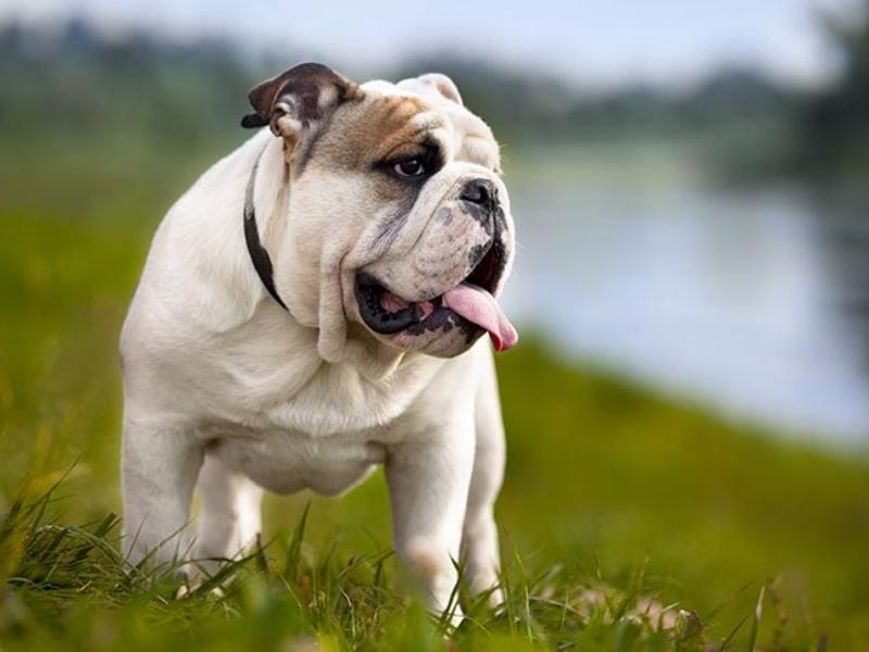 A non-sporting dog, the bulldog, walking near a river