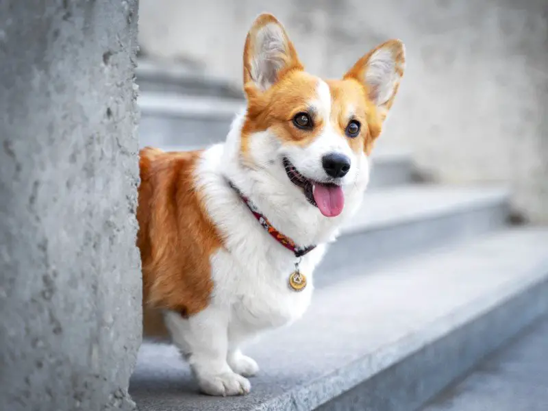 An adult corgi smiling on some stairs