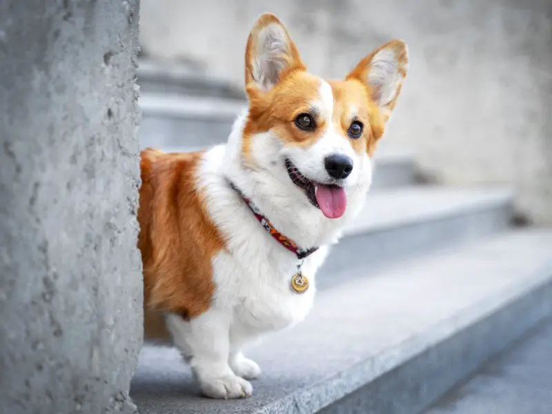 what is the average length of a corgi