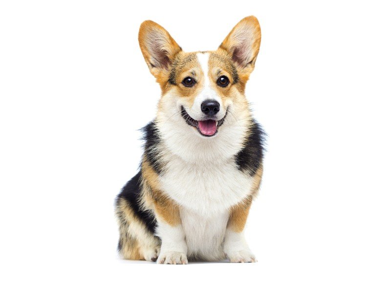 A corgi posing for a photo against a white background