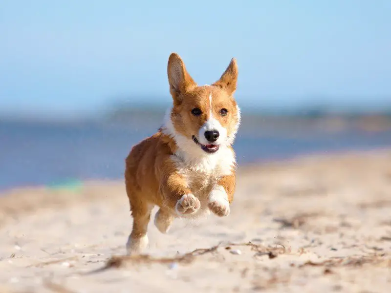 A corgi running at the beach