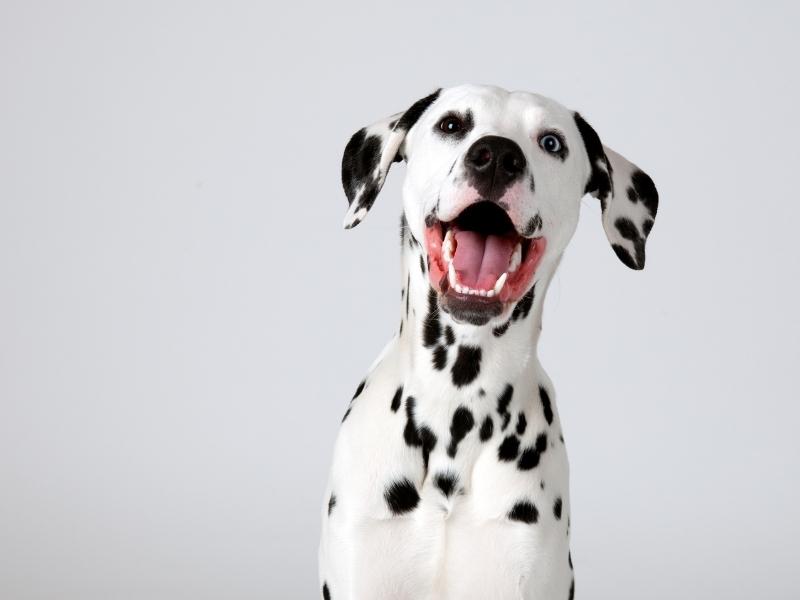 A Dalmatian smiling and posing for a photo