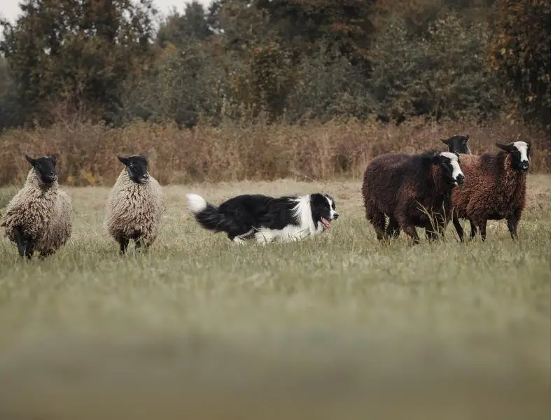 Herding dog breed herding sheep in a field