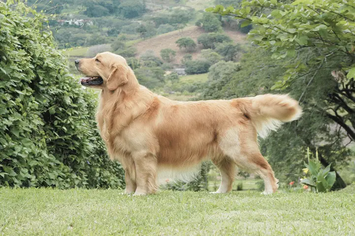 Golden retriever standing in some hills