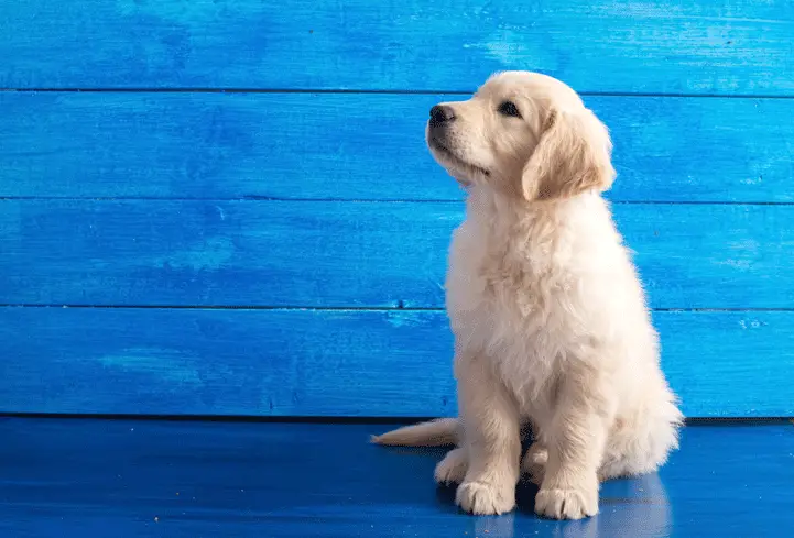 Golden retriever puppy against blue painted wood