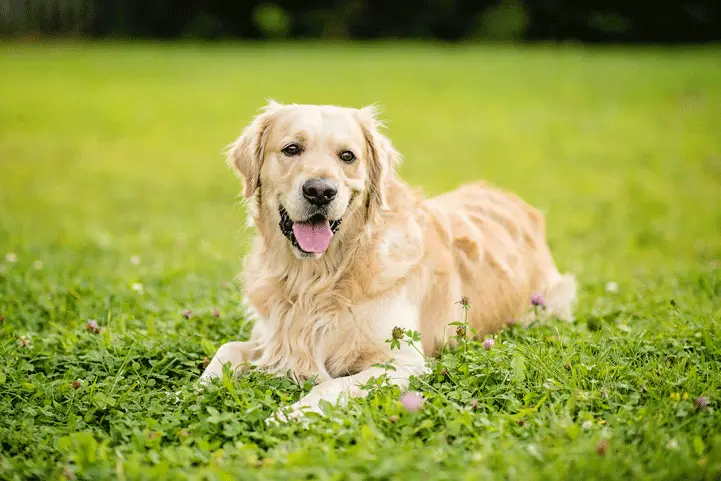 Golden retriever sitting in the grass