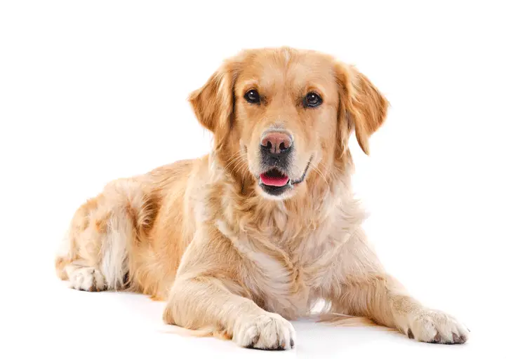 Golden retriever sitting up close