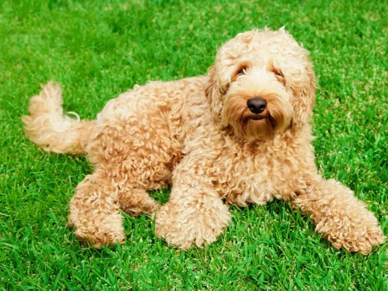 A working dog hybrid, the labradoodle, sitting on the grass