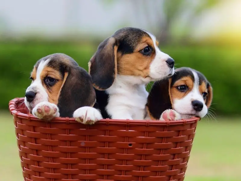 Three beagle puppies sitting in a basket