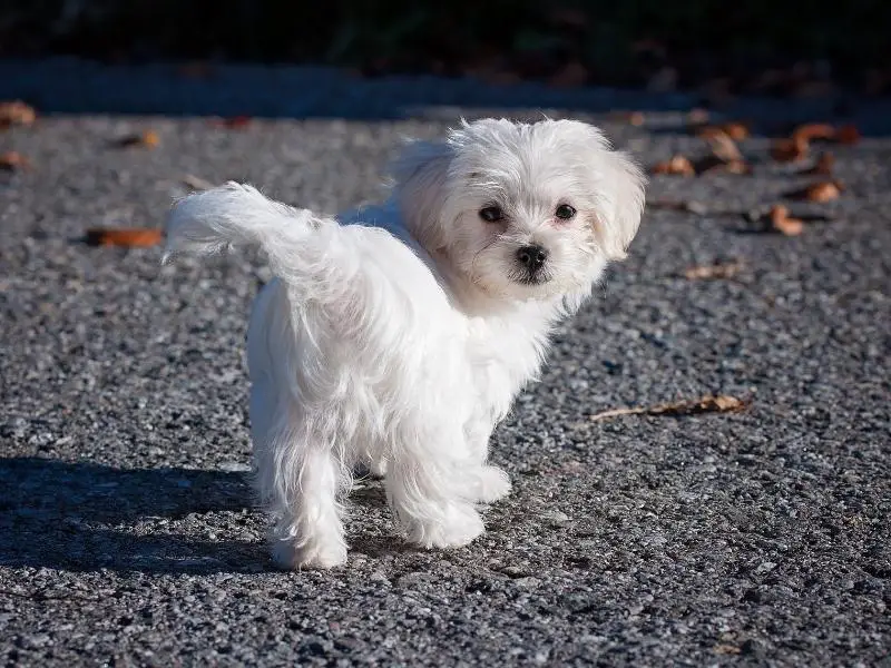 Maltese standing on the pavement looking back at the camera