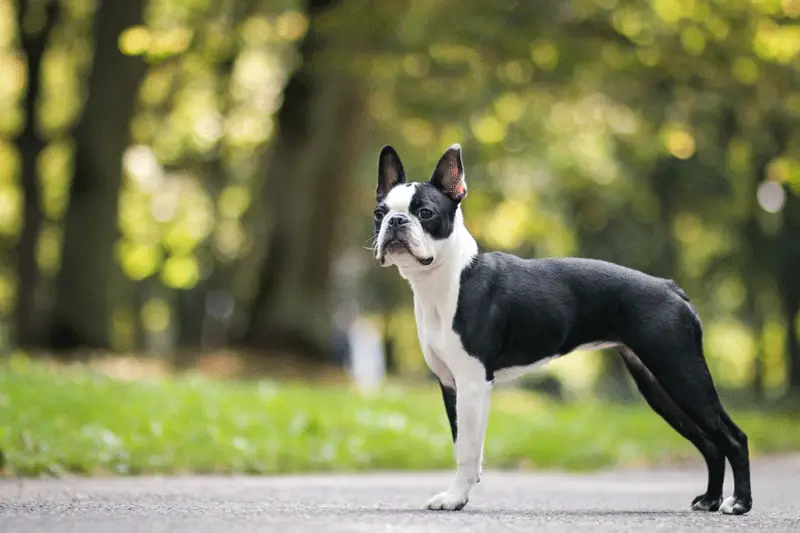 A non-sporting dog standing in a park