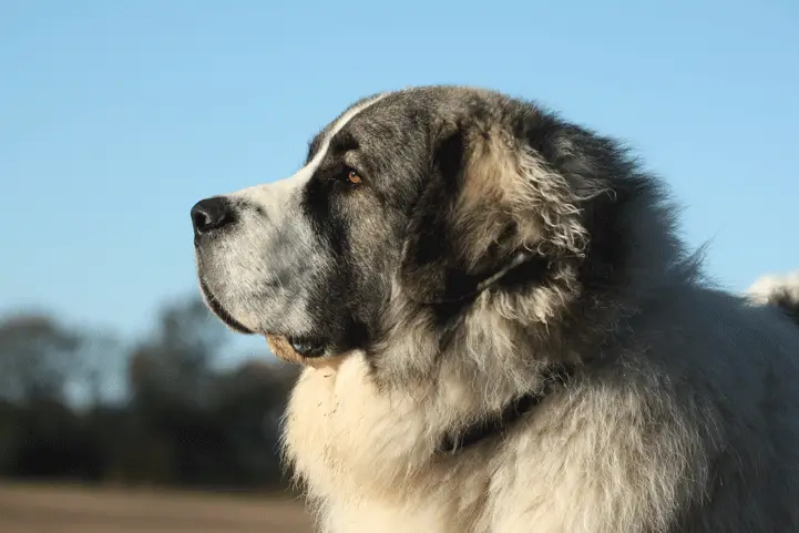 Pyrenean mastiff side view showing its robust snout and wiry coat