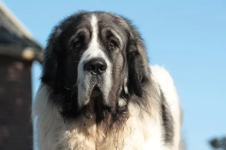 Pyrenean mastiff closeup showing facial features