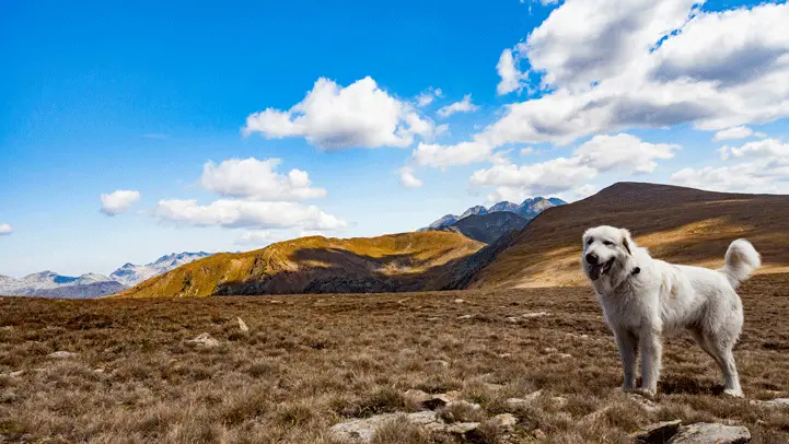 Pyrenean mastiff standing on mountainous terrain