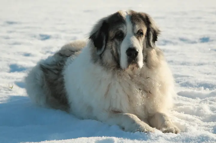 Pyrenean mastiff sitting in the snow