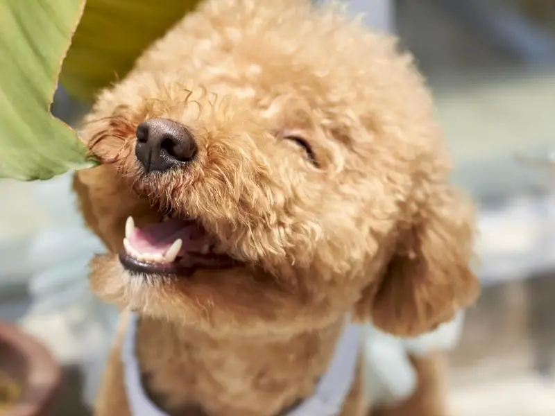 A poodle smiling and biting a leaf