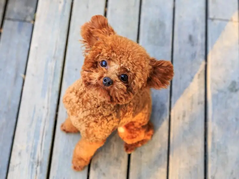 Toy poodle looking up at the camera from a patio floor