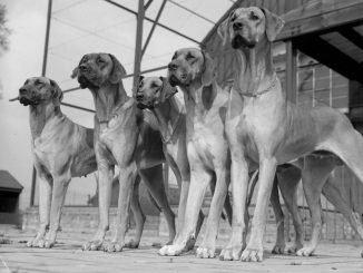 5 Great Dane