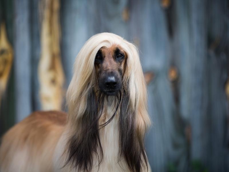 Hound dog breed: Afghan hound