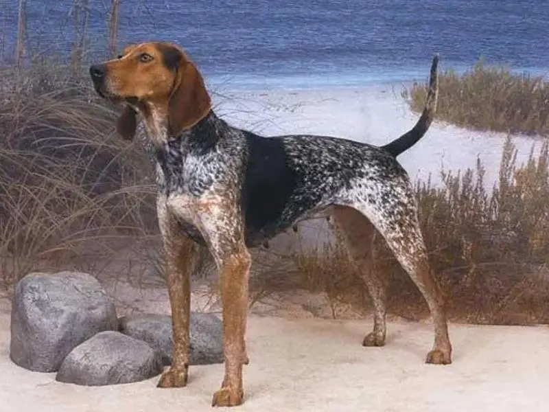 Hound dog breed: American English coonhound