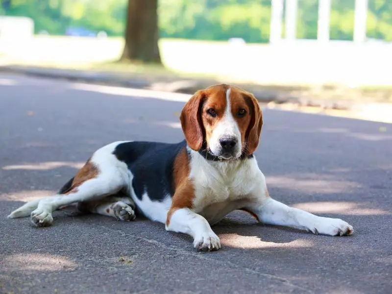 Hound dog breed: American foxhound