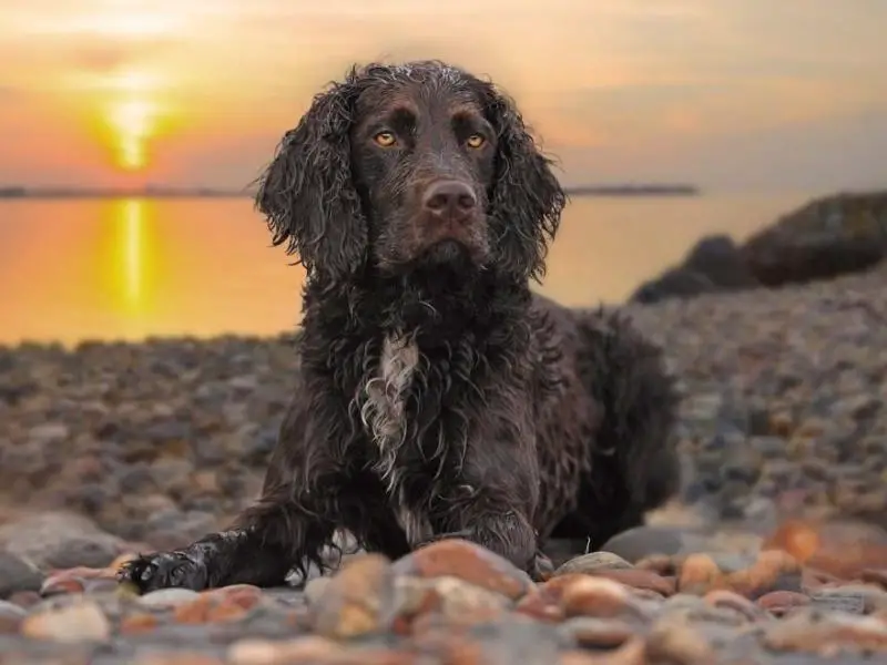 Sporting dog breed: American water spaniel