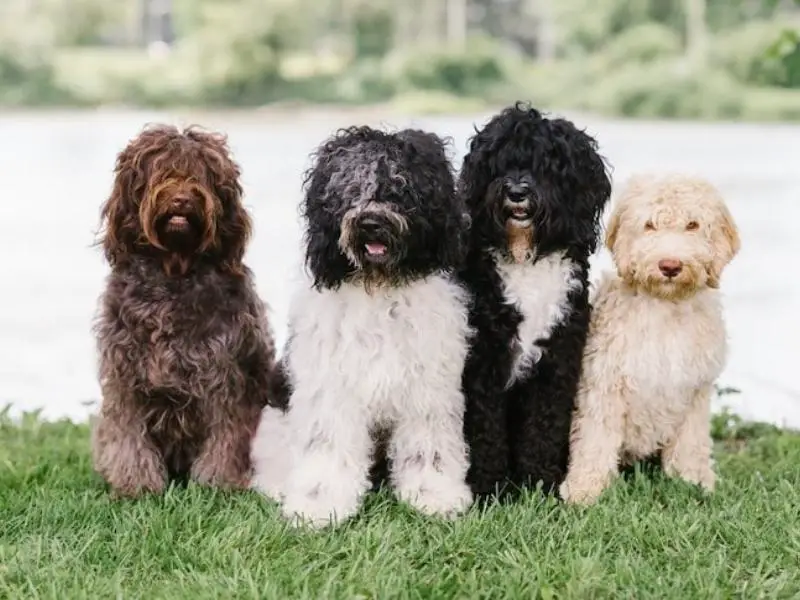 Sporting dog breed: Barbet