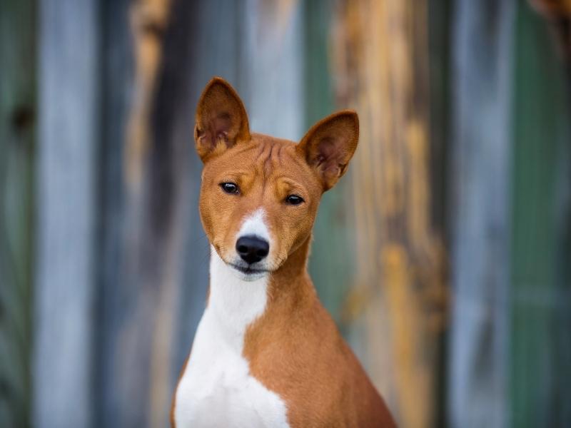 Hound dog breed: Basenji
