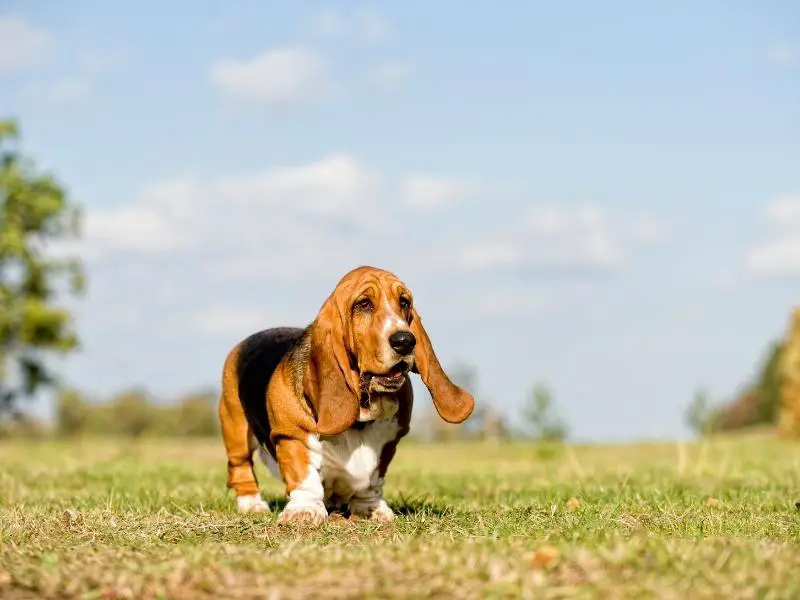 Hound dog breed: Basset hound