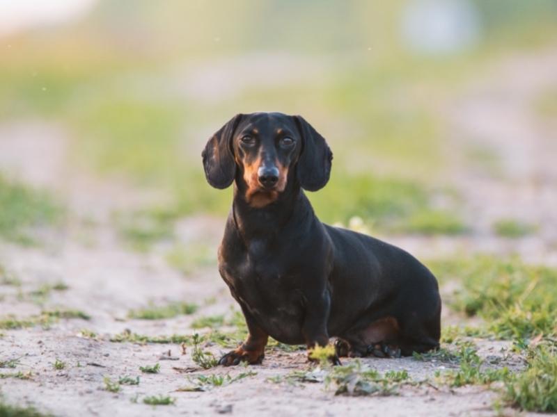 Hound dog breed: dachshund