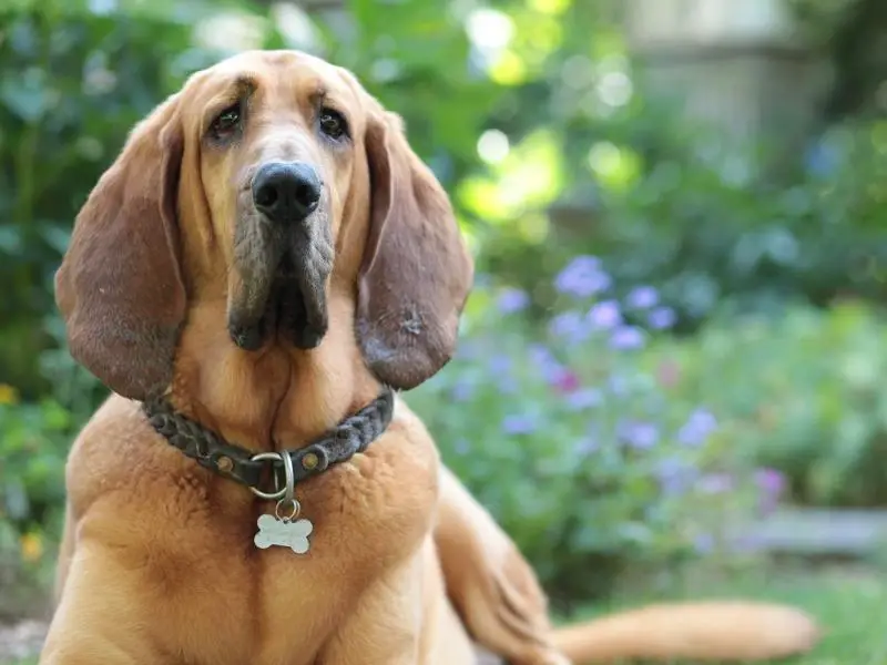 Hound dog breed: the bloodhound