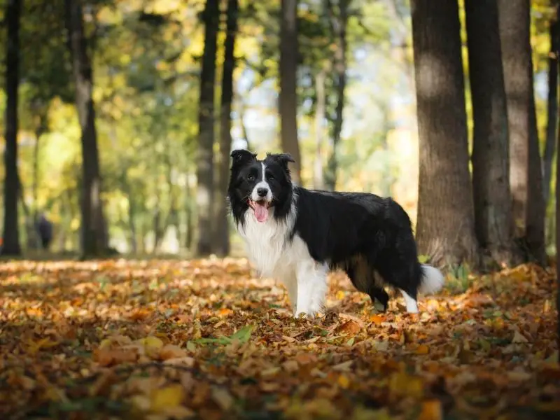 Border Collie playing in nature